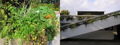 Smíšená výsadba v nádobách