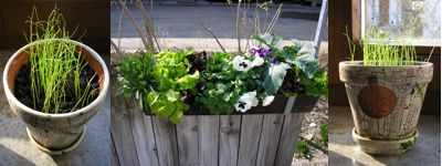 Zelenina na balkóně