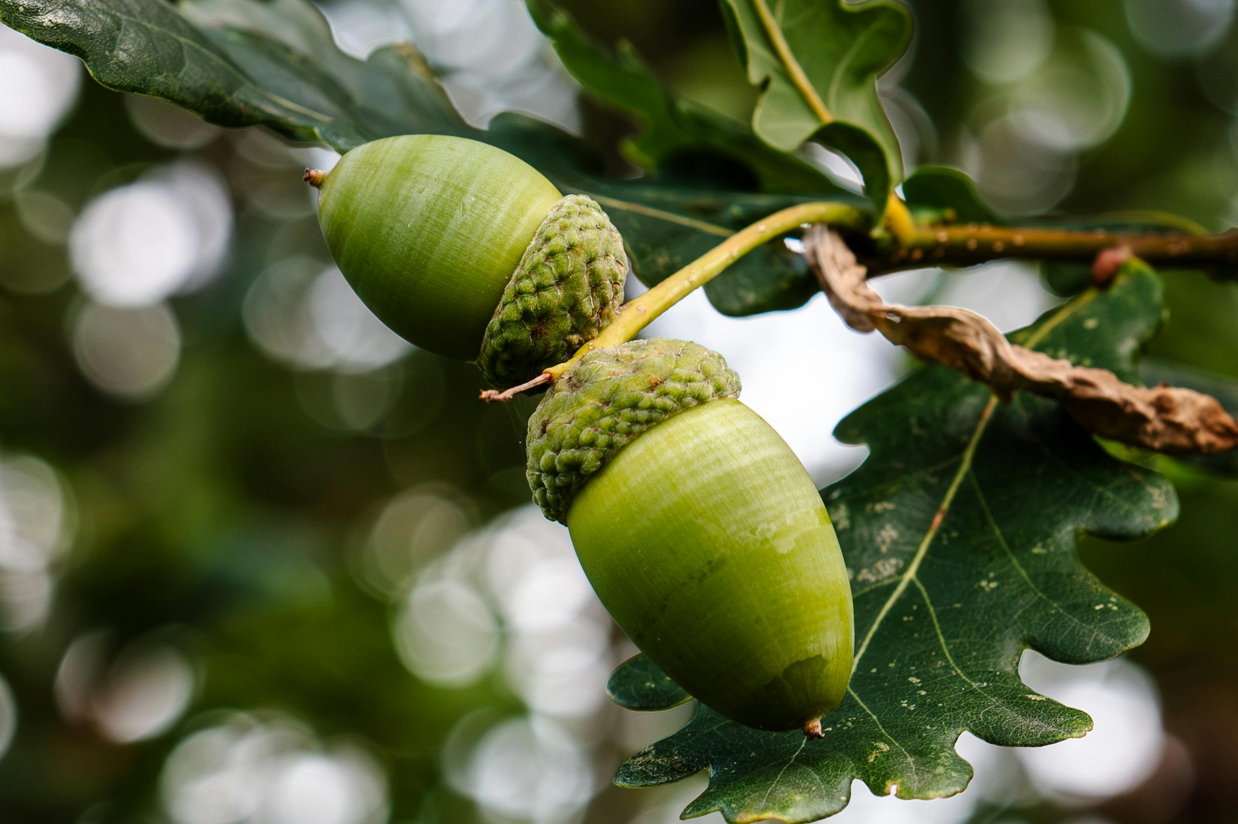 Domácí dřeviny v zahradě