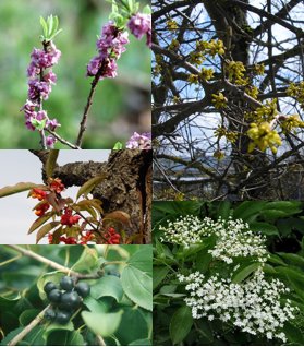 Domácí keře - pestrá zahrada