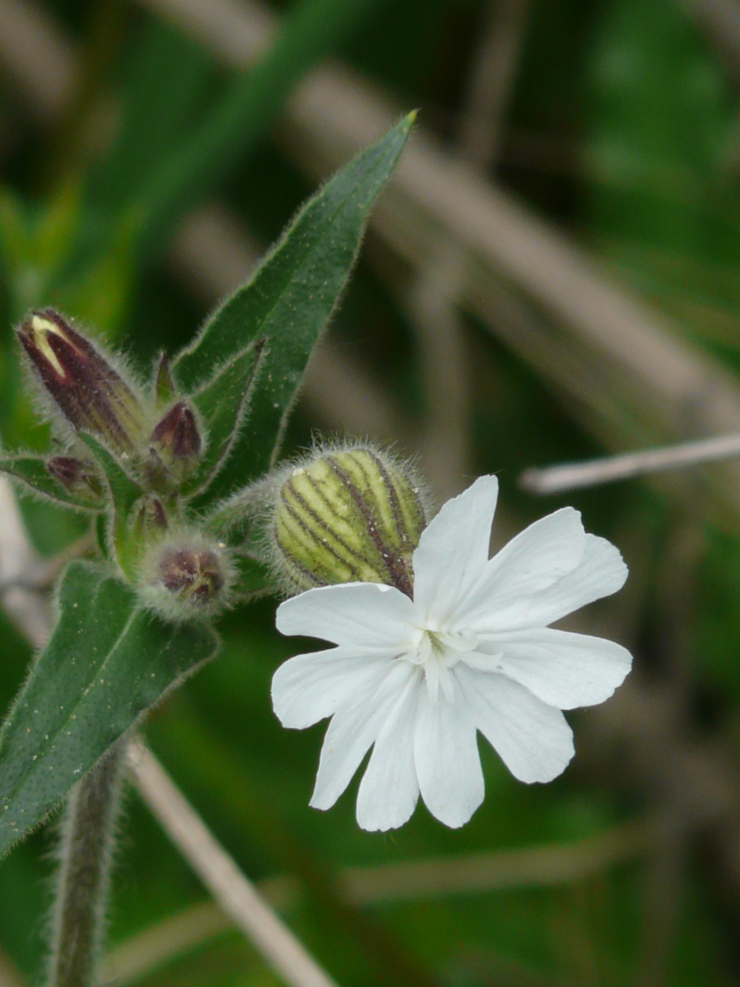 Původní druhy rostlin opouštějí naši krajinu