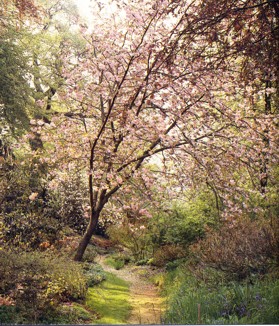 Jedlý les - záhon s ovocným stromem