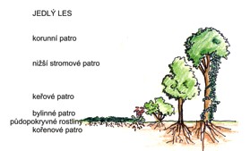 Schéma jedlého lesa