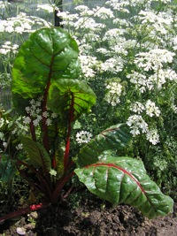 Řádkové pěstování