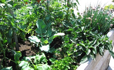 Chaotická smíšená kultura